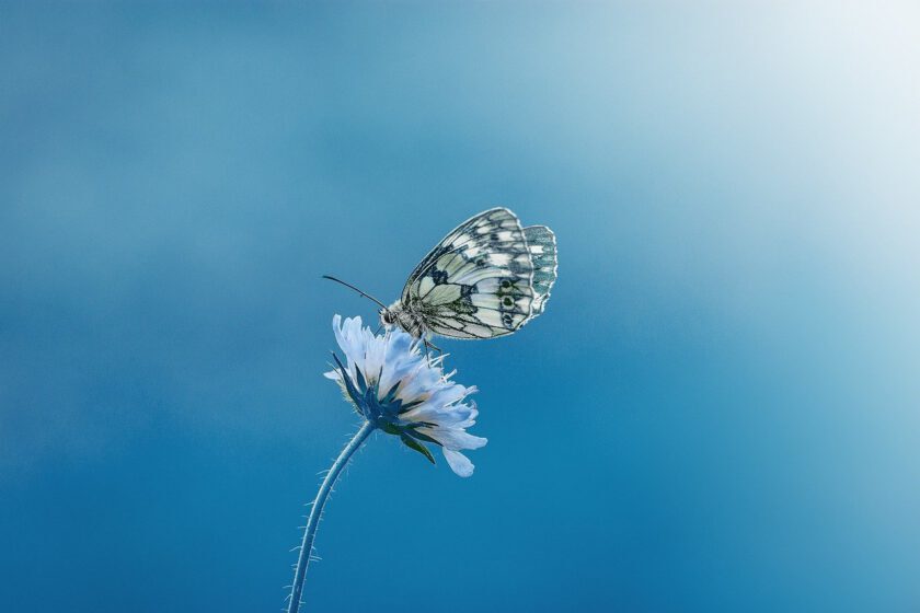 butterfly, flower, pollinate